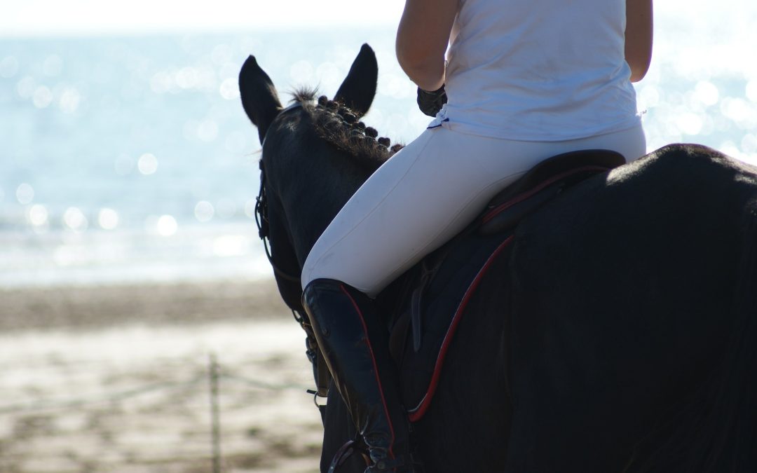 horse-1440877_1920