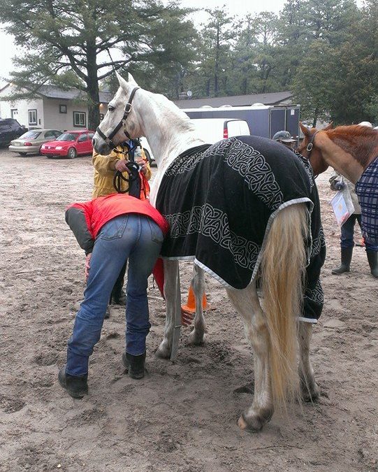 vet leg check