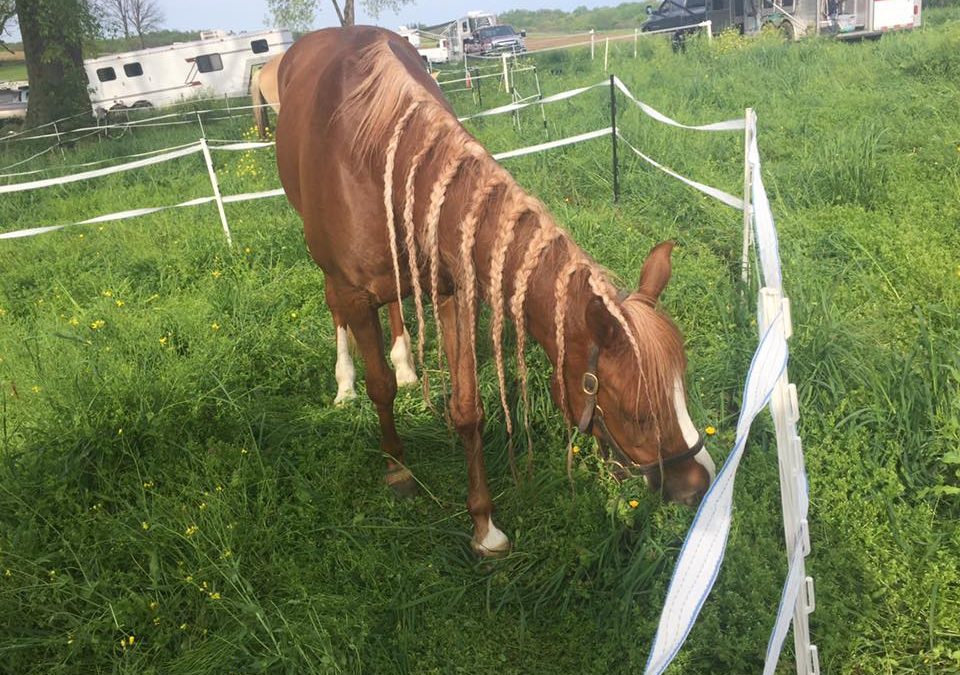 Brooke – Cheshire Scutch grazing