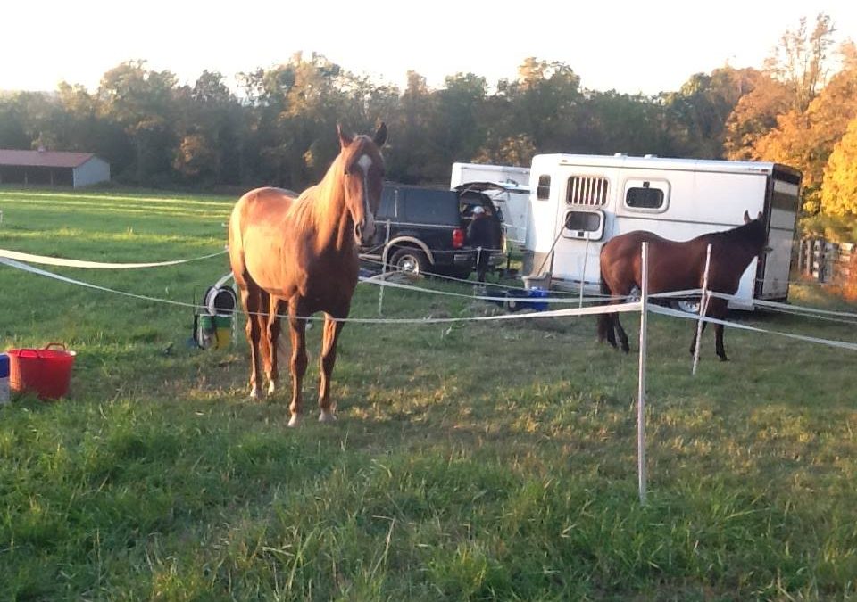 Camp pens