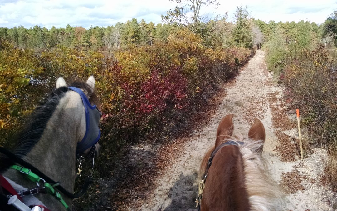 On trail with Lulu
