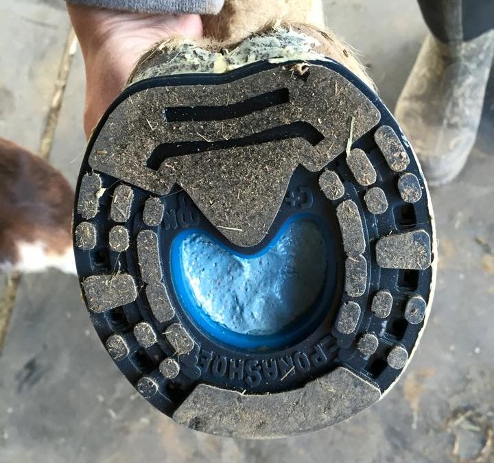 Plastic shoe