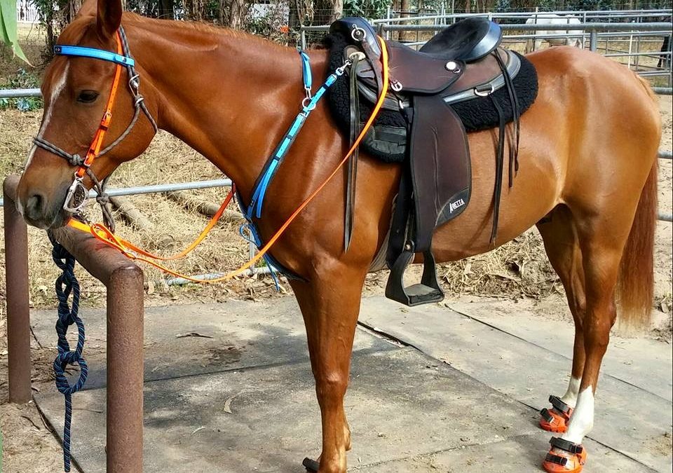 Stormy Knight ready to go