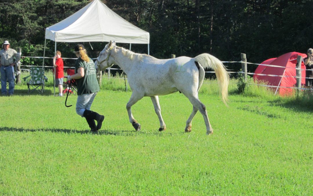 Trot out