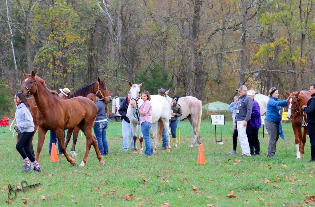 Trot out for Art