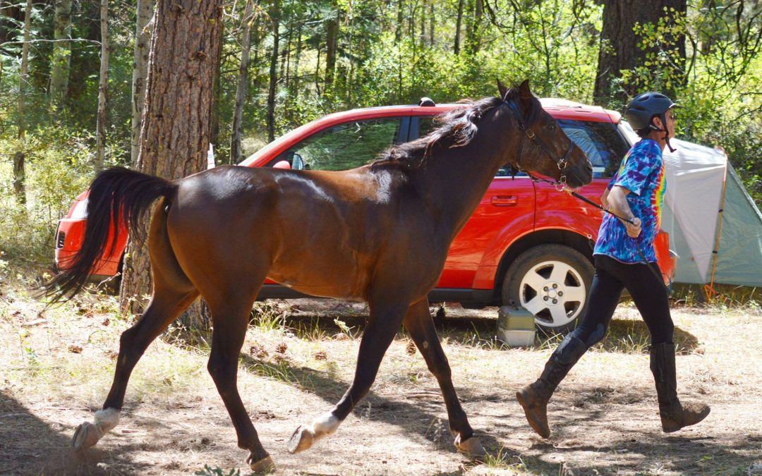 Trotting out
